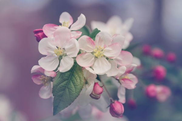 a photograph of a bunch of light pink flowers, on the stem.